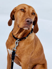 Fettlederleine mit Handschlaufe 15mm - HappyHound