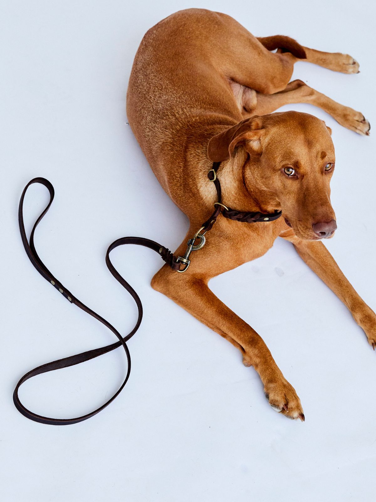 Fettlederleine mit Handschlaufe 15mm - HappyHound