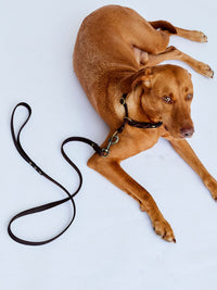 Fettlederleine mit Handschlaufe 15mm - HappyHound