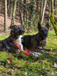 Verstellbare Führleine aus Fettleder 15mm - HappyHound