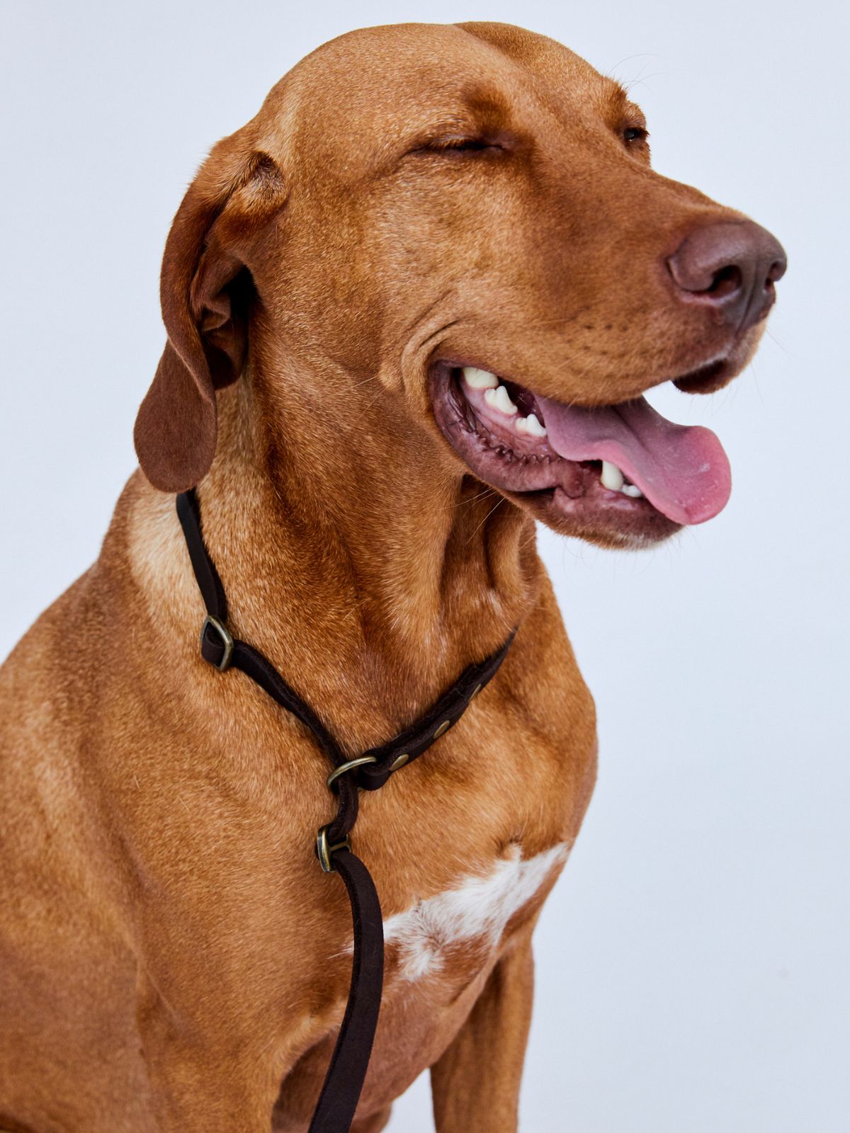 Zugstopp - Leine aus Fettleder 15mm - HappyHound