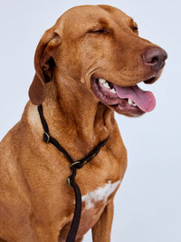 Zugstopp - Leine aus Fettleder 15mm - HappyHound